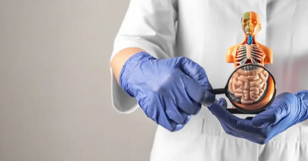Prestazioni di diagnostica a domicilio in Lombardia: medico utilizza una lente d'ingrandimento su un modello anatomico per rappresentare l'accuratezza di ecografie e radiografie eseguite direttamente a casa.